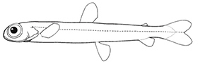 Familia Microstomatidae_01.jpg